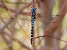 Male Blue-eyed Darner dragonfly