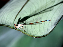 Female Pacific Forktail