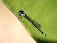 Male Pacific Forktail damselfly
